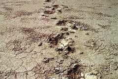 Dr Bernhard Pfeiff Etosha Namibia