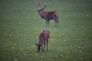 2020 Wildwald Vosswinkel