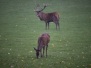 2020 Wildwald Vosswinkel