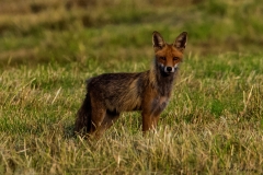 10 Fuchs bei der Jagd