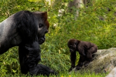 2 Westlicher Flachlandgorilla Vater & Sohn