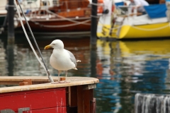 21 Möve am Fischmarkt