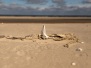 2020 Borkum