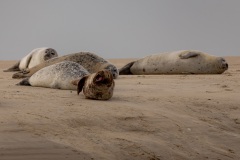 Borkum_003