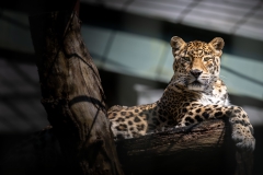 His Majesty