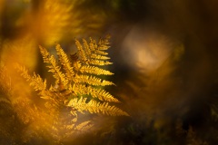 autumn fern
