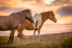 Icelandic Beauties